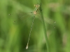 _18C3246 Lestes barbarus male